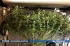 2475476 (2).jpg 2475476 (2).jpg