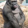 Monkey_man